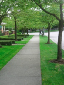 A photograph of a sidewalk surrounded by trees, with grass on either side