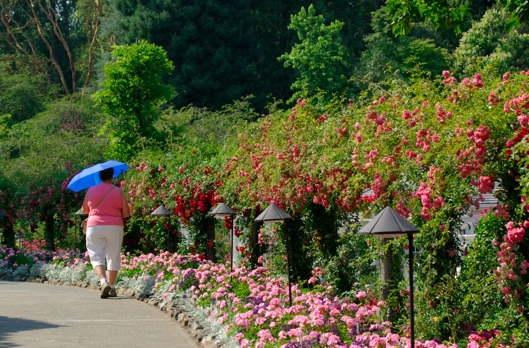 A photograph of a person walking down a paved path lined with pink flowers and bushes. Their back is to the camera, and they are wearing a pink shirt, white pants and carrying a blue umbrella.